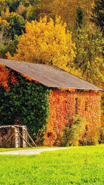 Autumn Building Grass Trees