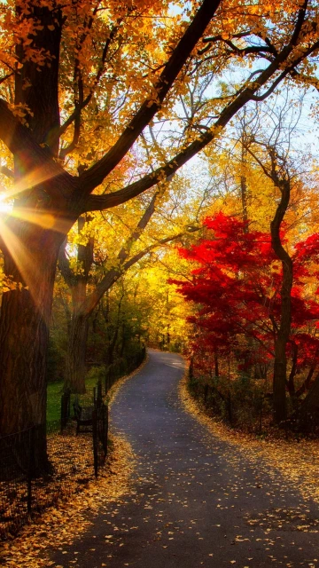 Autumn Park Trees Light Morning Foliage