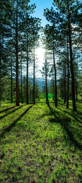 Beautiful Long Trees Wallpaper