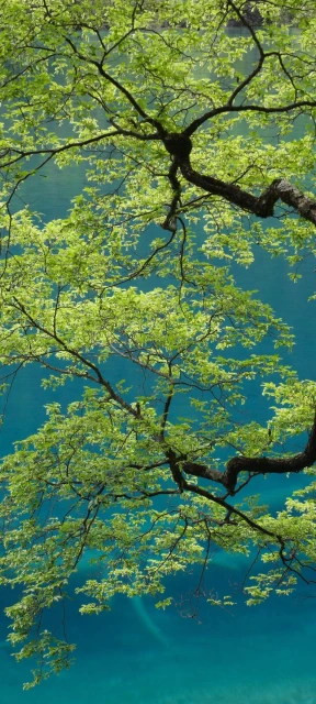 Beautiful Tree Branches Wallpaper