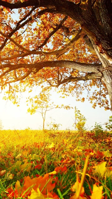 Fall Grass Leaves