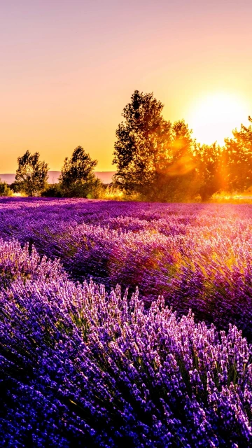 Field Flowers Sunset Drome France