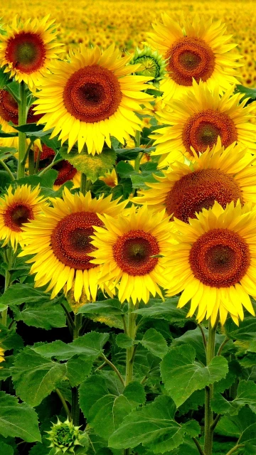 Field Sunflowers Landscape
