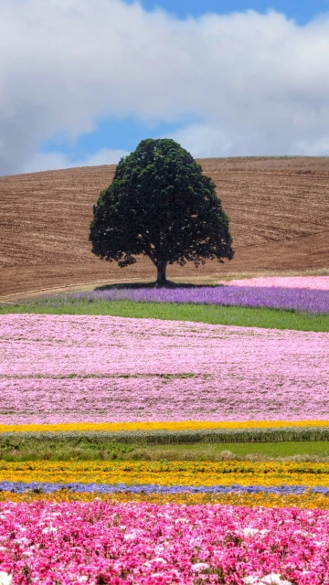 Field Tree Flowers