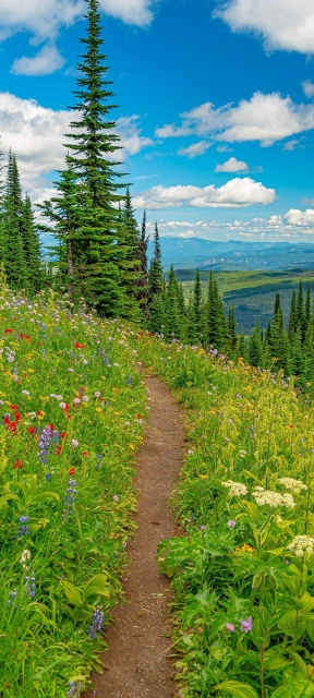 Flower Mountain Path Wallpaper