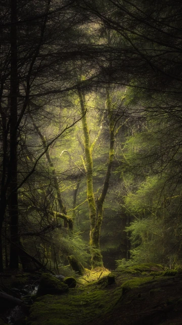 Forest Fog Trees