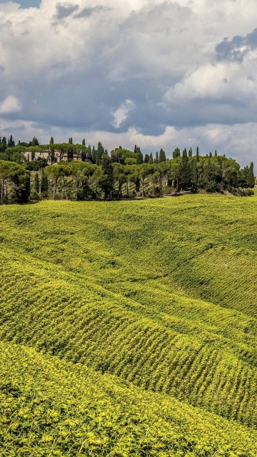 Grass Field Hill