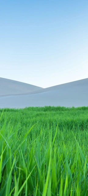 Green Grass Field With Sand Dunes
