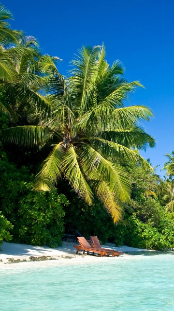 Maldives Tropical Beach Palm Trees Summer Heat