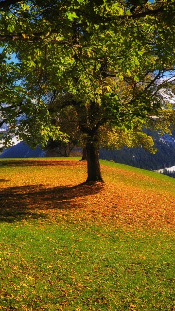Mountains Autumn Grass Trees
