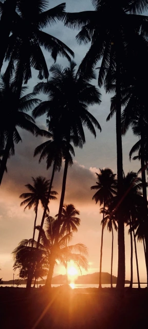 Palm Tree Silhouettes at Sunset