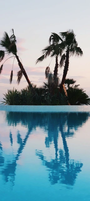 Palm Trees Reflected in Pool