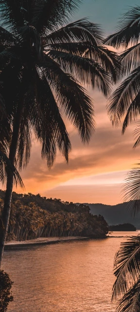 Palm Trees Sunset Beach