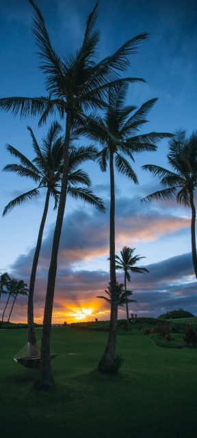 Palm Trees Sunset Grass