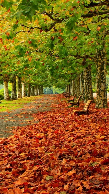 Park Autumn Foliage Benches Trees