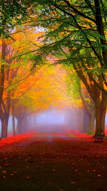 Park Fall Fog Foliage Trees Colorful