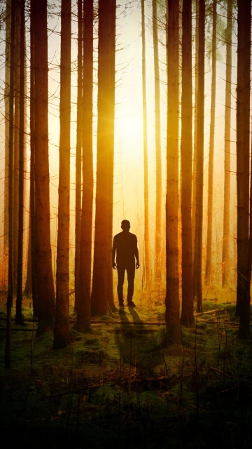 Silhouette Man Forest Trees