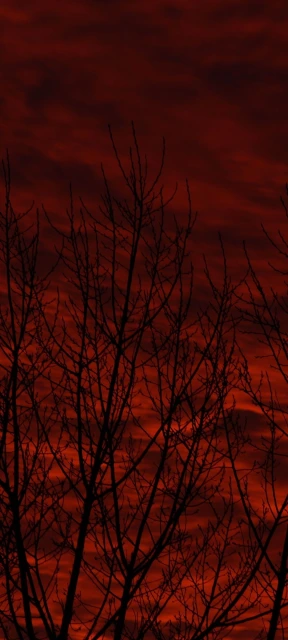Silhouetted Tree Branches Against Red Sky