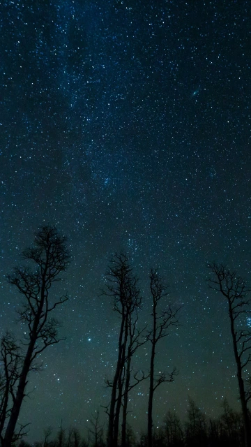 Starry Sky Trees Stars Night