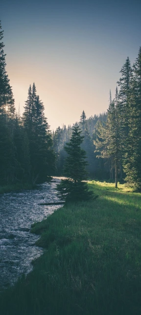 Stream Through Forest Trees
