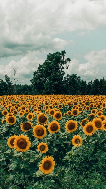 Sunflowers Field Flowers