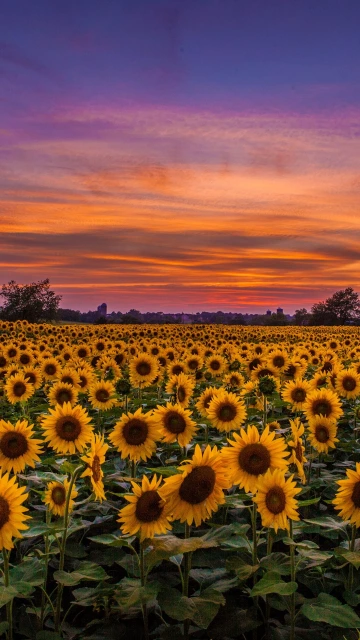 Sunflowers Field Sunset