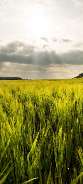 Sunlight Over Green Wheat Field