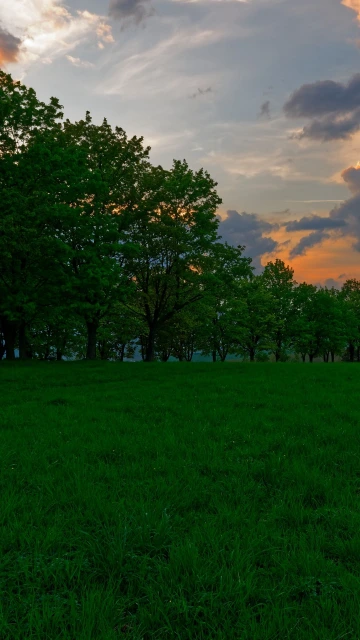 Sunset Meadow Grass
