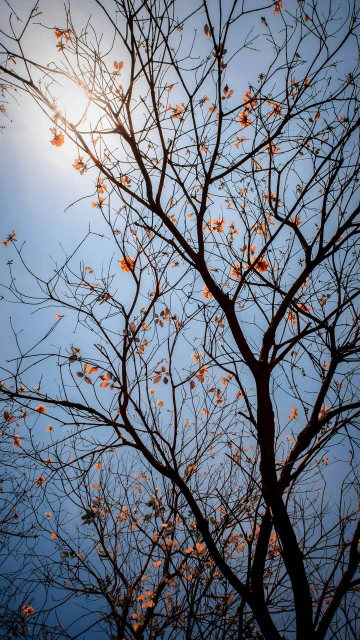 Tree Branches Leaves