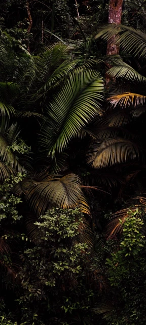 Tropical Palm Leaves in Jungle
