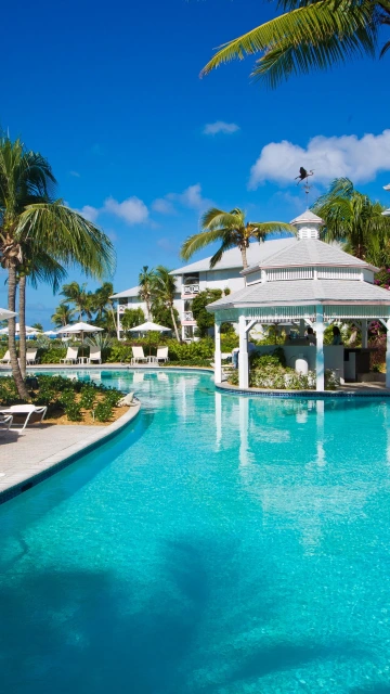 Tropical Resort Palm Comfort
