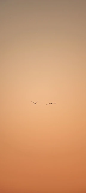 Two Birds Flying at Sunset