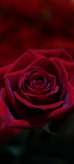 Close Up Red Rose