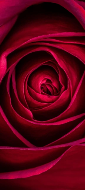 Close Up Red Rose Petals 1