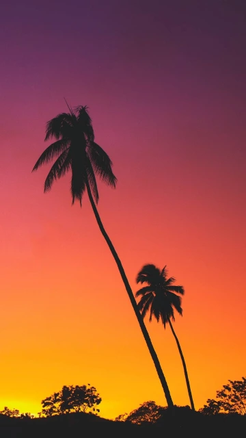 Palms Sunset Silhouettes