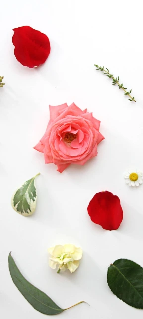 Pink Rose Petals and Leaves Flat Lay