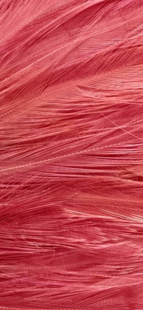 Red Feather Texture Closeup