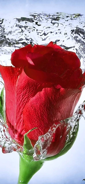 Red Rose Submerged in Water