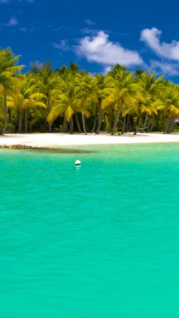 Summer Maldives Tropical Beach Palm Trees