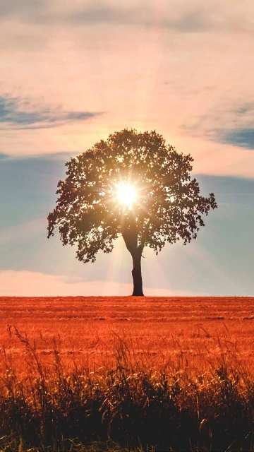 Tree Sunlight Horizon