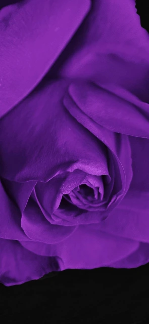 Purple Rose Close Up