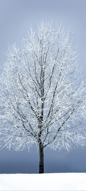 Snow Covered Tree in Winter