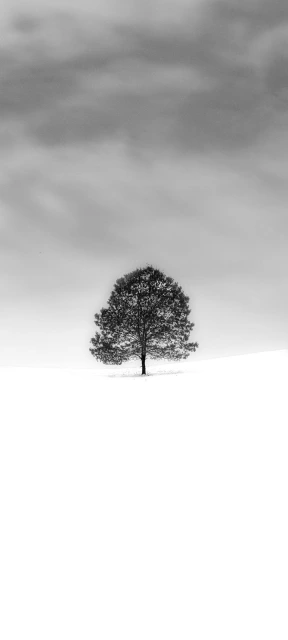 Solitary Tree in Snow