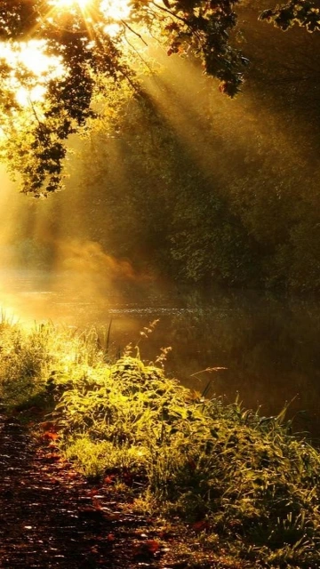 Sunlit Forest Path