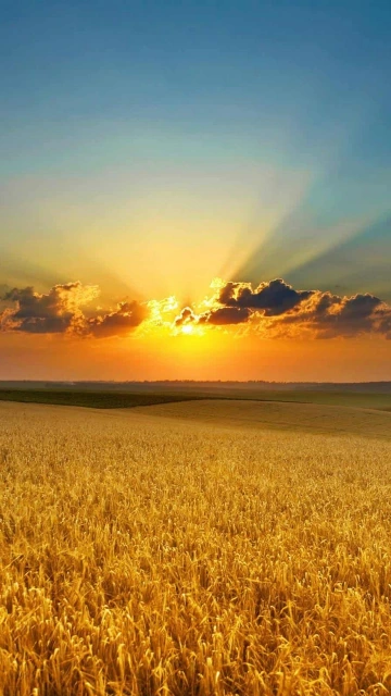 Sunset Over Wheat Field