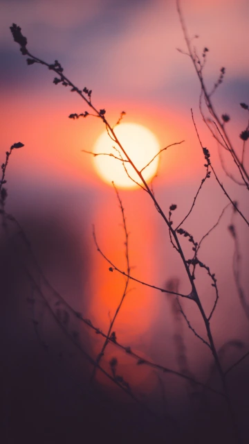Sunset Through Branches
