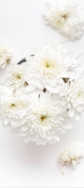 White Chrysanthemum Flowers
