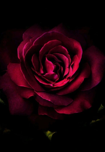 Amoled Red Rose