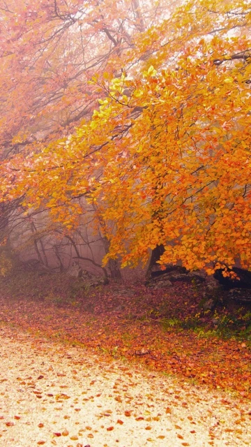 Autumn Forest Path With Orange Leaves