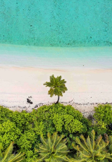 Beach Palm Trees Aerial View